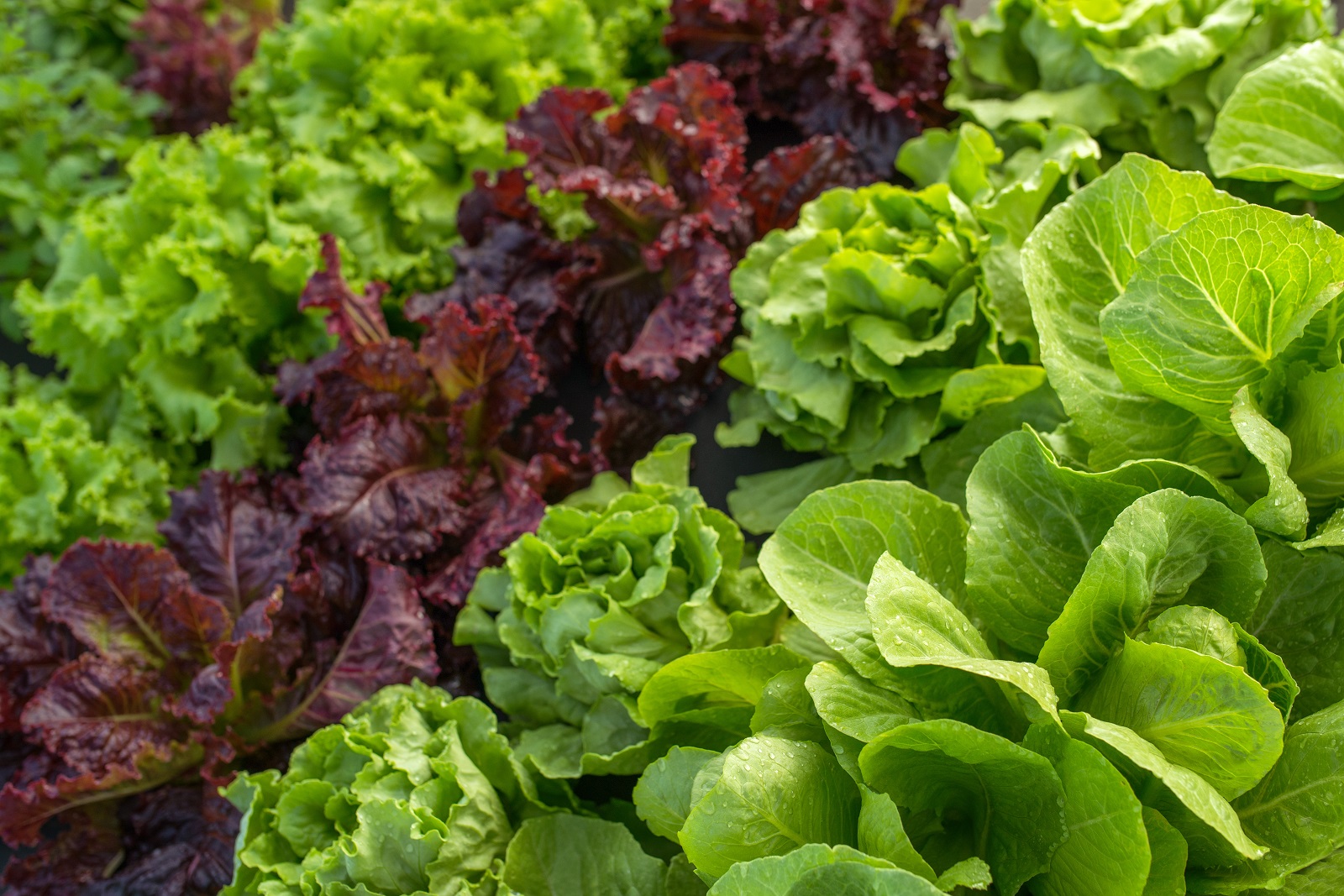 Quelles salades d'hiver semer — free download